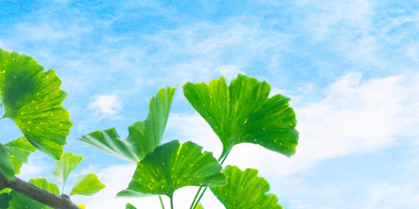 Ginko Header