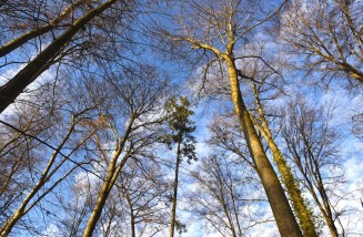 Blick in die Wipfel des TU-Walds – fotografiert im Januar 2024.