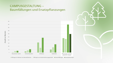 Übersicht über die Anzahl gefällter und neugepflanzter Bäume an der TU