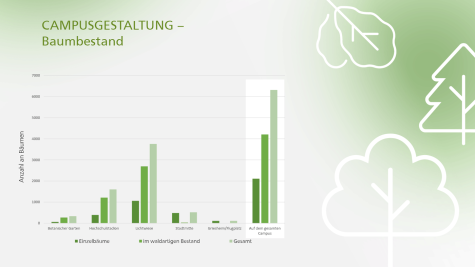 Die Grafik spiegelt den Baumbestand aufgeschlüsselt nach den verschiedenen Standorten wieder. Im Gegensatz zu stark versiegelten Flächen am Campus Stadtmitte, weisen der Botanische Garten und der Campus Lichtwiese einen hohen Baumbestand auf. Insgesamt stehen rund 6.300 Bäume auf dem gesamten Campus verteilt.
Quelle: Dezernat IV, Referat IV C, Stand Juni 2021 